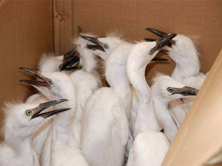 הציפורים שהועברו לטיפול (צילום: גדעון לריאונוב)
