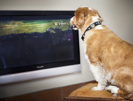 כלב צופה בערוץ DogTV