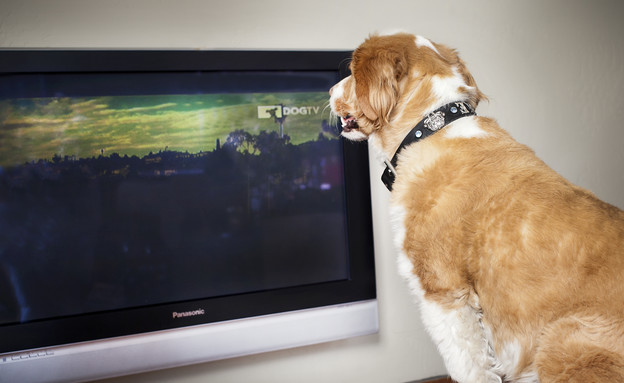 כלב צופה בערוץ DogTV כלב צופה בערוץ DogTV