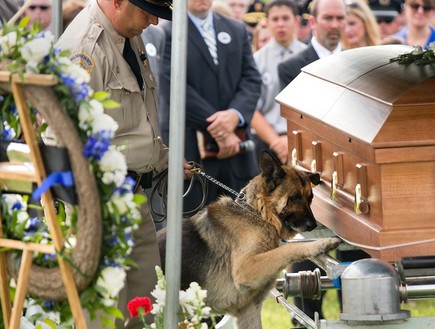 הלכב פיגו הלכב פיגו