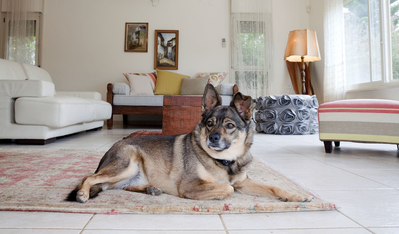 שמשית, כלב בסלון (צילום: הגר דופלט)
