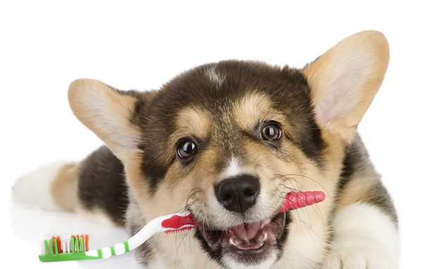 כלב עם מברשת שיניים