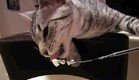 חתול אוכל פירה