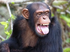 שימפנזה (צילום: Thinkstock)