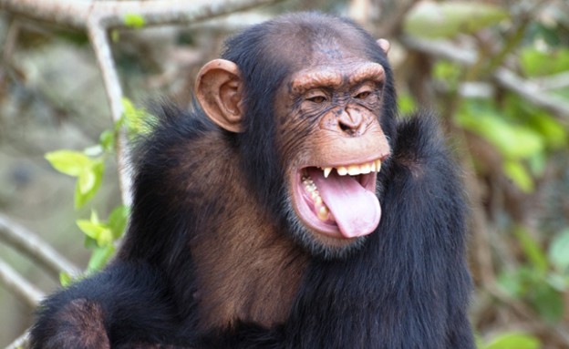 שימפנזה (צילום: Thinkstock)