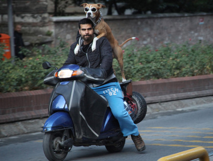כלב המהומות המגניב מאיסטנבול