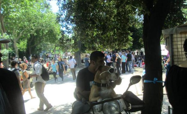 כלב המהומות המגניב מאיסטנבול