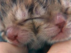 חתולה עם שני פנים (וידאו WMV: dailymail.co.uk)