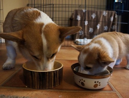 כלב, האח הקטן והגדול אוכלים
