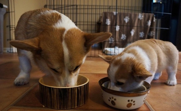 כלב, האח הקטן והגדול אוכלים