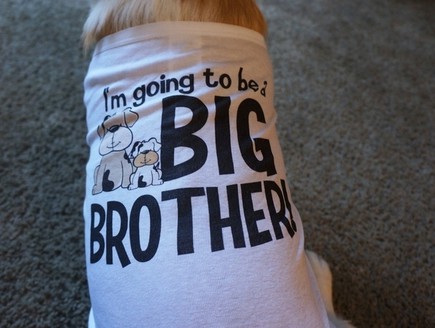 כלב, האח הגדול (צילום: מתוך האתר buzzfeed.com)