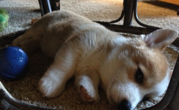 כלב, האח הקטן