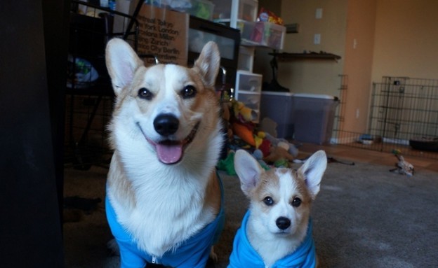 כלב, האח הקטן והגדול לבושים