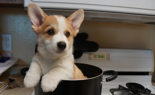 כלב, האח הקטן בסיר