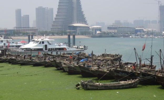 איפה החול? אצות בחוף