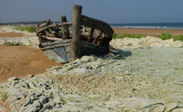 מצוין לעור הפנים. אצות בחוף