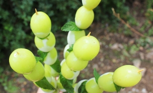 שיפודי ענבים קפואים (צילום: אסתי רותם, אוכל טוב)