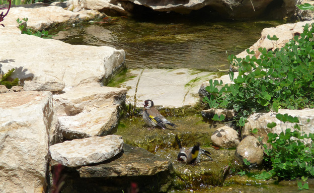 גינה בזכרון יעקב - ציפורים רוחצות במפל