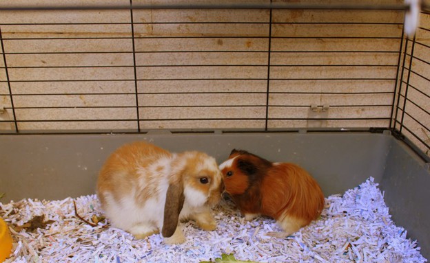 מתוך עמוד הפייסבוק גינה קטנה ועירונית גיהנ בהרצליה - אוגרים