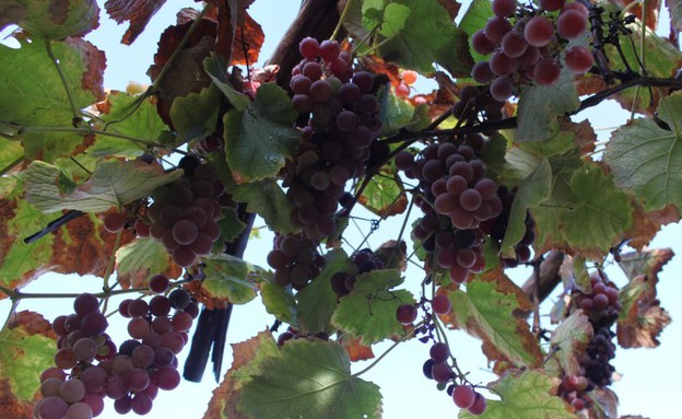 מתוך עמוד הפייסבוק גינה קטנה ועירונית גינה בהרצליה - ענבים -