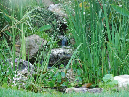 אריק פלג- My Garden גינה בטבעון צילום