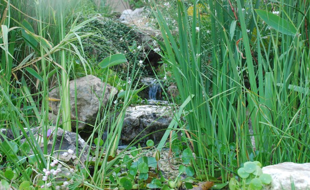 אריק פלג- My Garden גינה בטבעון צילום