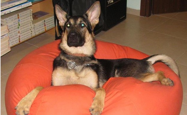 סאלי של יונית אלטשולר - חביב הקהל סאלי של יונית אלטשולר - חביב הקהל