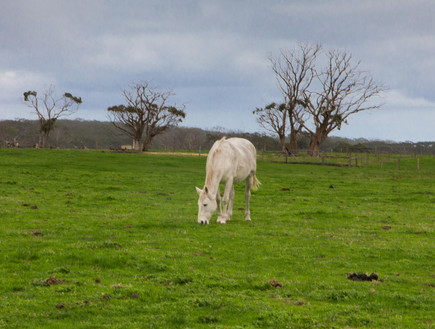 טיולים באוסטרליה - סוס