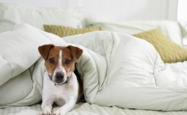 כלב במיטה (צילום: אימג'בנק / Thinkstock)