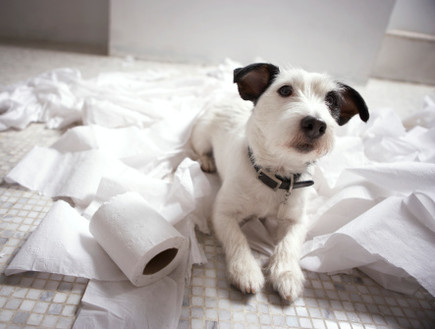 כלב משחק עם נייר טואלט