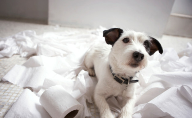 כלב משחק עם נייר טואלט (צילום: אימג'בנק / Thinkstock)