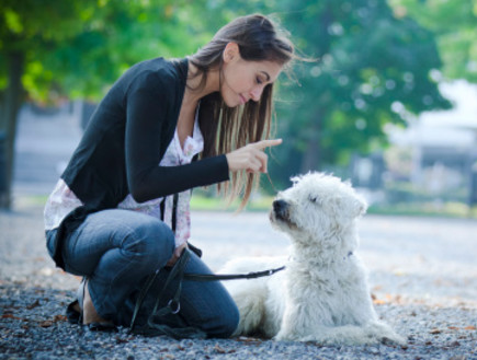 כלב לוקח אאישה מאלפת כלב (צילום: אימג'בנק / Thinkstock)