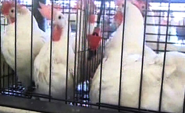 תרנגולות (צילום: חדשות 2)
