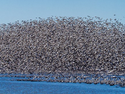 אלפים, נדידת הציפורים (צילום: Doug French)