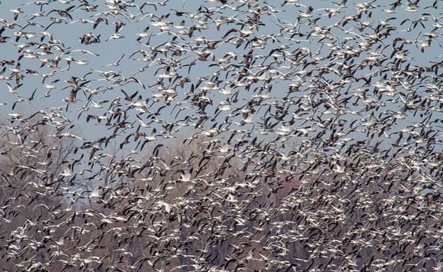 בקיץ, נדידת הציפורים בקיץ, נדידת הציפורים