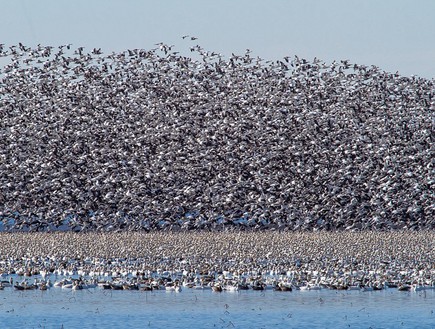 נדידת הציפורים (צילום: Doug French)