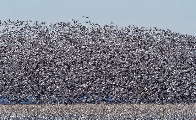 נדידת הציפורים נדידת הציפורים