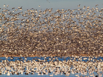 עוד, נדידת ציפורים (צילום: Doug French)
