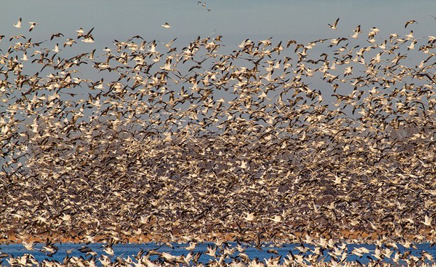 עוד, נדידת ציפורים עוד, נדידת ציפורים