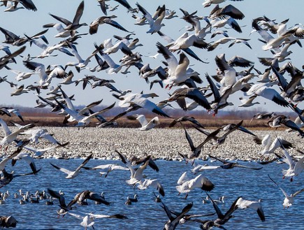 על האגם, נדידת הציפורים (צילום: Doug French)