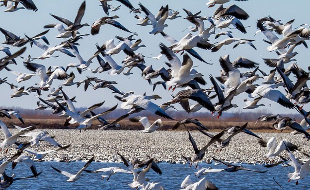 על האגם, נדידת הציפורים על האגם, נדידת הציפורים