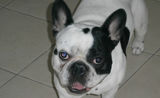 צ'יף של מתן דוד צ'יף של מתן דוד