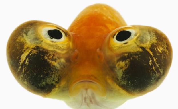 דגים עם עיניים מנופחות