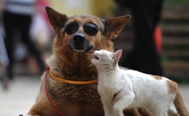 כלב נושא חתול עם משקפי שמש