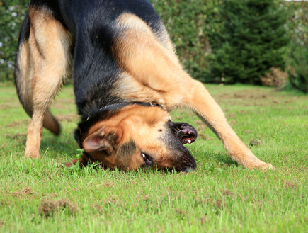 כלב מתגרד (צילום: אימג'בנק / Thinkstock)