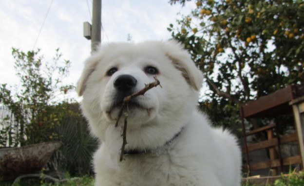 צ'ה של אוריאל עזר