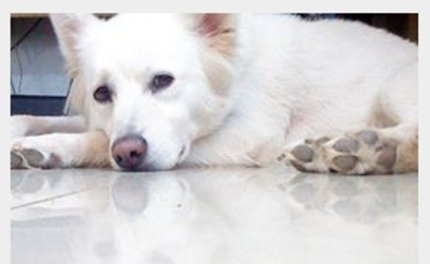 פנסי של רועי חלימה