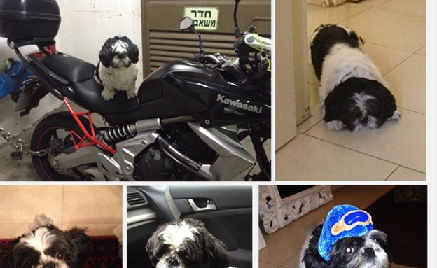 סאם של ירין אורפלי