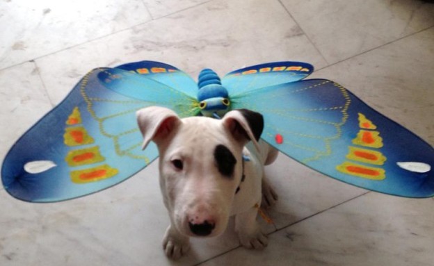 הכלב של טל סמוקי גילר