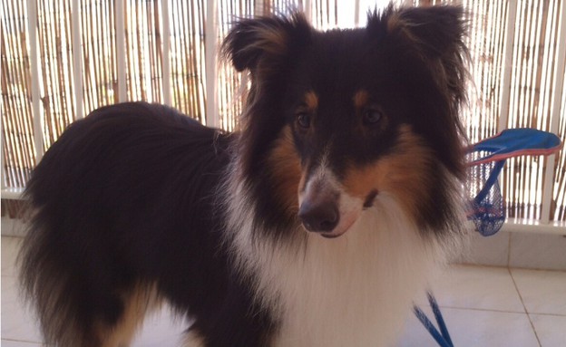 פאפי של תמיר קפלון